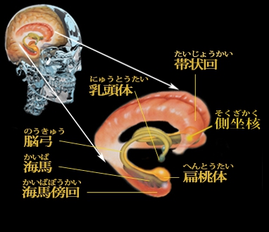 BRAIN SCIENCE 大脳辺縁系